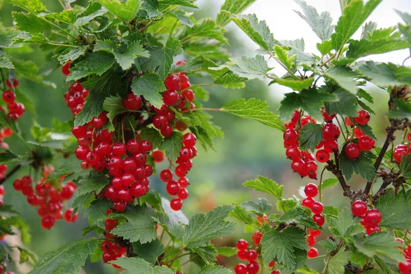 Ripe Berries Red Currant Bunch Red Currants Branch Red Currant — Stock Photo, Image