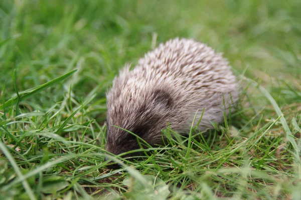 Piccolo Bambino Riccio Carino Sull Erba Verde — Foto Stock