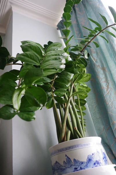 Zamioculcas Φυτό Στο Σπίτι Μεγάλη Κατσαρόλα Αρχική Διακόσμηση Έννοια Εσωτερικό — Φωτογραφία Αρχείου