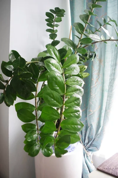 Zamioculcas Planta Casa Vaso Grande Decoração Para Casa Conceito Interior — Fotografia de Stock