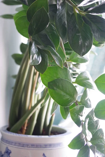 Zamioculcas Pianta Domestica Vaso Grandi Dimensioni Arredamento Domestico Concetto Interno — Foto Stock