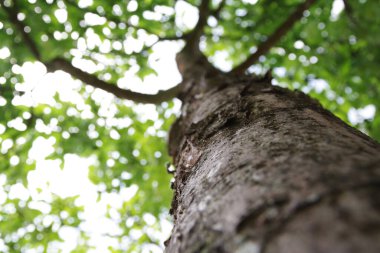Güzel yeşil kiraz ağacı. Aşağıdan kiraz ağacı gövdesi görünümü.