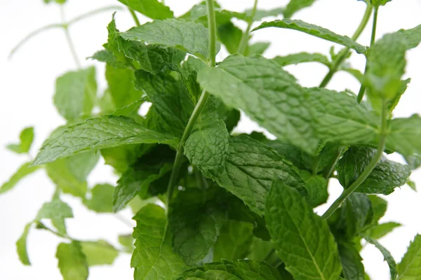 Mint leaves. Green mint plant grow background. Fresh mint growing in a pot. Mint leaf texture.