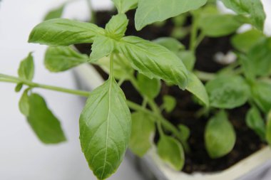 Yeşil taze fesleğen yaprağı. Basil bitkisi beyaz arka planda izole edilmiş. Yeşil fesleğen yaprakları. Yakın çekim.