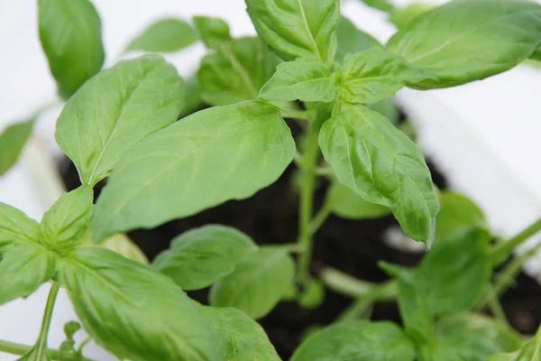 Green fresh basil leaf plant top view. Basil plant isolated on white background. Green leafs of basil plant. Closeup