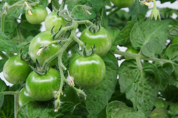 Tomates Cereja Verdes Não Maduros Ramo Arbusto Tomate Cereja Crescendo — Fotografia de Stock