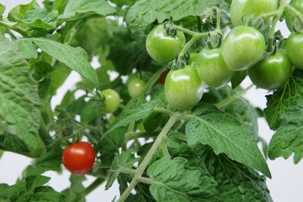 Tomates Cereja Verdes Não Maduros Ramo Arbusto Tomate Cereja Crescendo — Fotografia de Stock