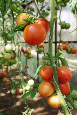 Serada domates yetiştirmek. Daldaki domatesler. Bahçede domateslerin olgunlaşması.