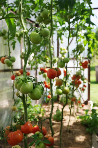 Growing tomatoes in the greenhouse. Tomatoes on a branch. Maturation of tomatoes in the garden.