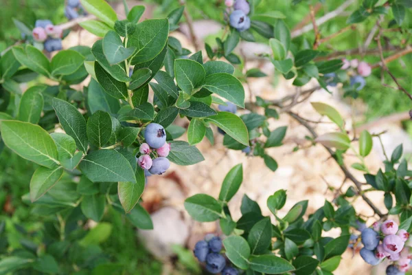 Blueberries Ripening Bush Growing Berries Garden Vaccinium Corymbosum — Stock Photo, Image