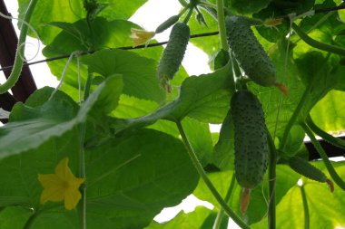 Seradaki bir dalda salatalık. Serada salatalık yetiştirmek. Bahçedeki salatalıkların olgunlaşması.