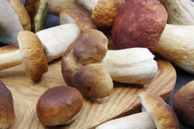 Tahta tepside mantar mantarı. Boletus Edulis. Yakın çekim.