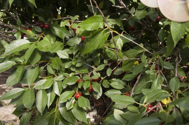 Günün sıcağında kiraz ağacı