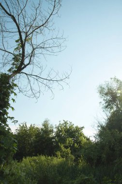 Ormandaki güzel ağaçlar