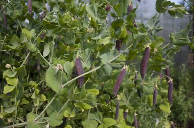 Bir demet mor bezelye.