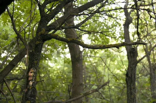 Ormandaki Bir Ağaçta Yosun — Stok fotoğraf