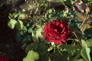 Yaz bahçesinde kırmızı gül