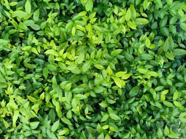 Arkaplan için yeşil yaprakların deseni.