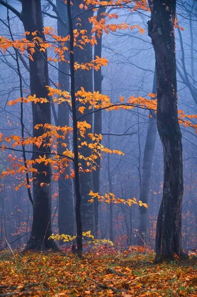 Herbst Regnerisch Und Neblig Wald — Stockfoto