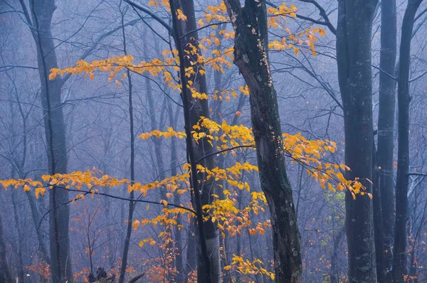 Bosque Lluvioso Nebuloso Otoño — Foto de Stock