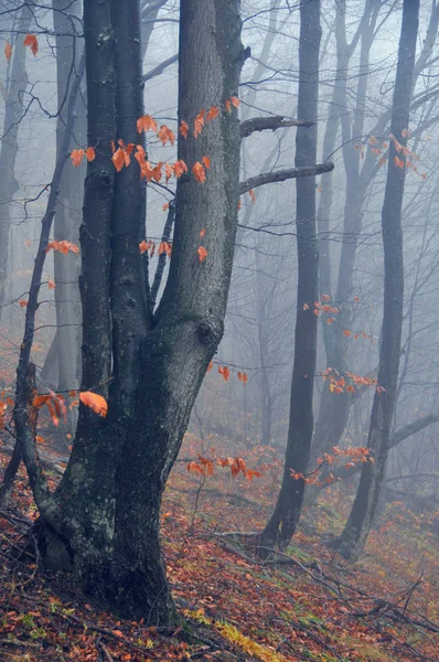 Herbst Regnerisch Und Neblig Wald — Stockfoto