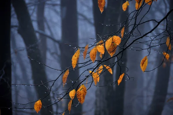 Herbst Regnerisch Und Neblig Wald — Stockfoto