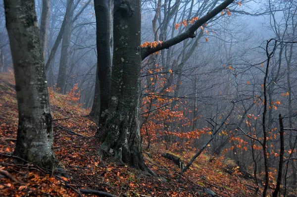 Bosque Lluvioso Nebuloso Otoño —  Fotos de Stock