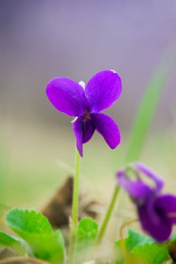 Mor çiçekler Viyola odorata yakın çekim
