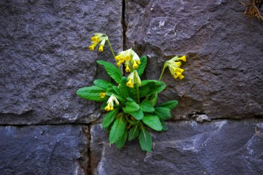 Primula veris - Vahşi Cowslip
