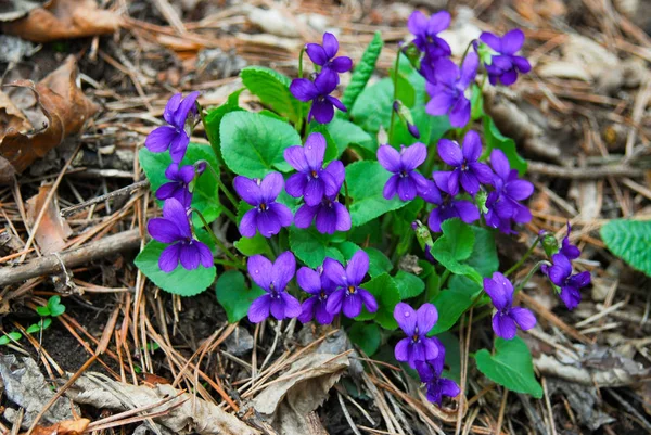 Violette Blüten Viola Odorata Aus Nächster Nähe — Stockfoto