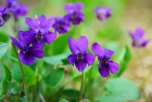 Flores Violetas Viola Odorata Perto — Fotografia de Stock