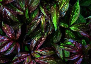 doğanın yaprak arka plan soyut su damlası, Şakayık yaprakları.