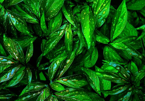 自然の葉の背景の抽象的な水滴 ピオニーの葉 — ストック写真