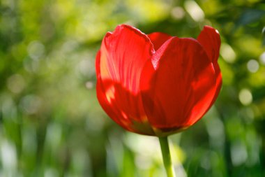 Bir bahçe bir güneşli gün bir tek kırmızı lale çiçek.