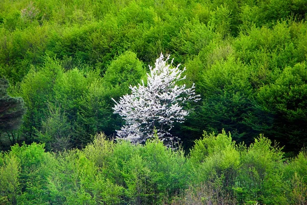 Árbol Floreciente Fondo Del Bosque Verde — Foto de Stock