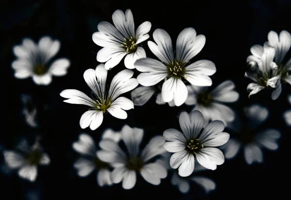 Fond Floral Abstrait Motif Floral Avec Jolies Petites Fleurs Abstraites — Photo