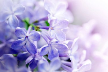 leylak çiçekler arka plan, yakın.