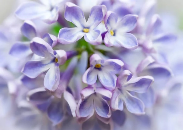 Fond Fleurs Lilas Gros Plan — Photo