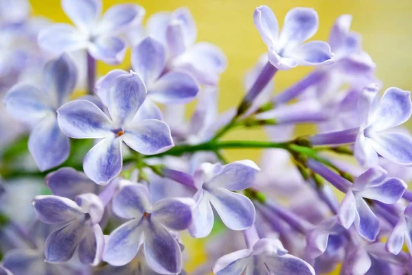 Fond Fleurs Lilas Gros Plan — Photo