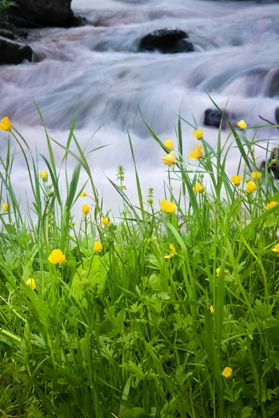 Nehir Kenarındaki Sarı Yabani Çiçekler — Stok fotoğraf