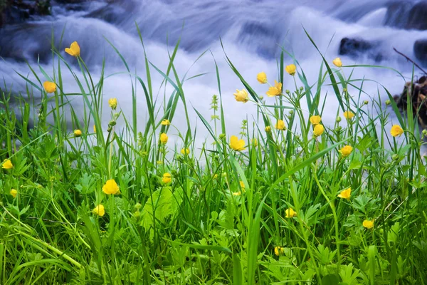 Yellow wild flowers by the river