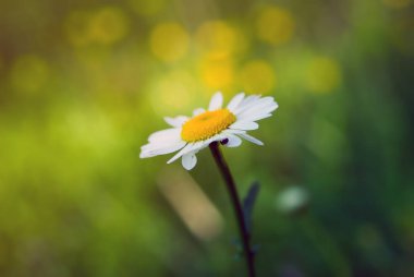 Doğada yeşil otlar ve papatyalar .
