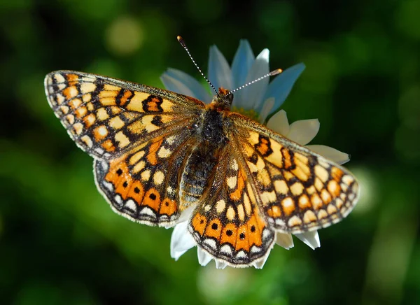 Smuk Sommerfugl Kamille Blomst Niobe Fritillary Argynnis Niobe Sommerfugl - Stock-foto