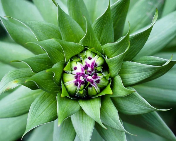 Lilium Monadelphum Subsp Armenum Fundo Grama — Fotografia de Stock