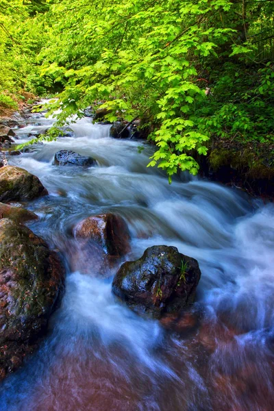 Pequeno Rio Rápido Floresta Montanha — Fotografia de Stock