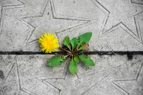 Dandelions Ground Stones Stock Image