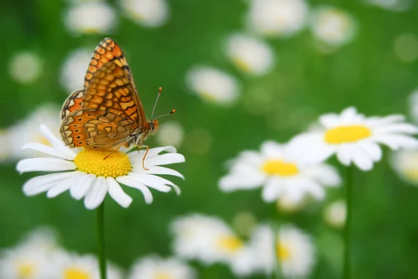 Piękny Motyl Kwiat Rumianku Niobe Fritillary Argynnis Niobe Motyl — Zdjęcie stockowe