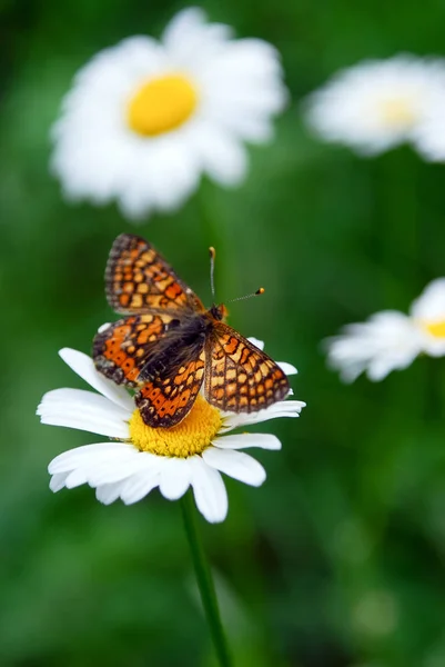 Beautiful Butterfly Chamomile Flower Niobe Fritillary Argynnis Niobe Butterfly — Stock Photo, Image