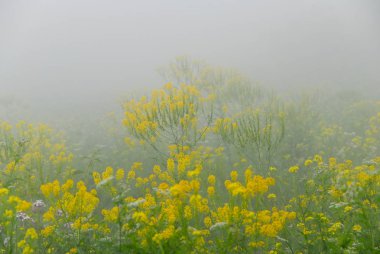 Dripping Wet Yellow Flowers in the Fog in the armenian mountains.