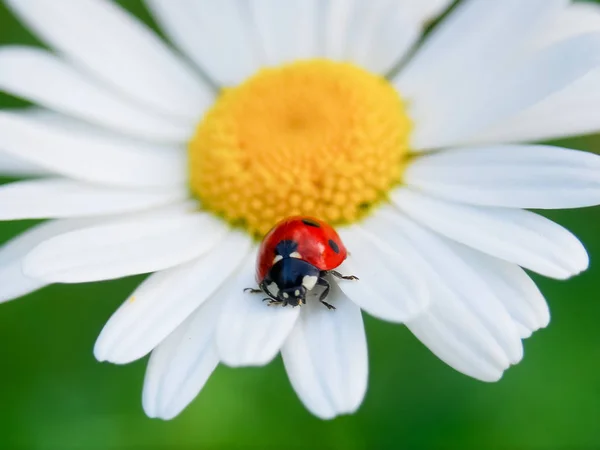Ladybug Camomile Flower — Stock Photo, Image